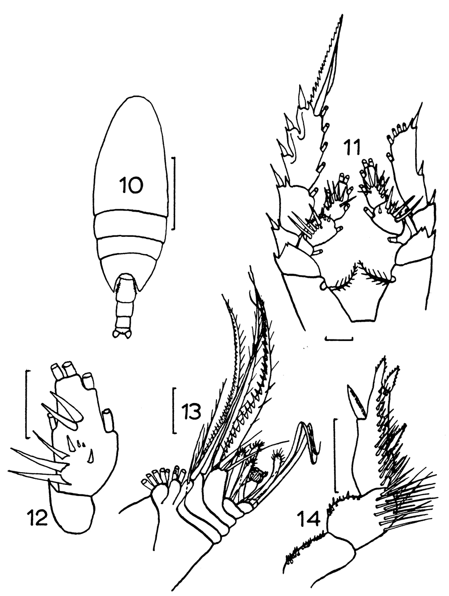Species Xanthocalanus penicillatus - Plate 3 of morphological figures