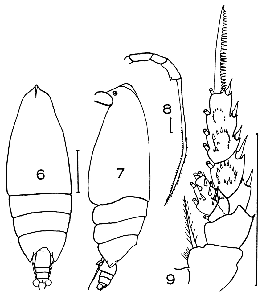 Espèce Scottocalanus persecans - Planche 9 de figures morphologiques