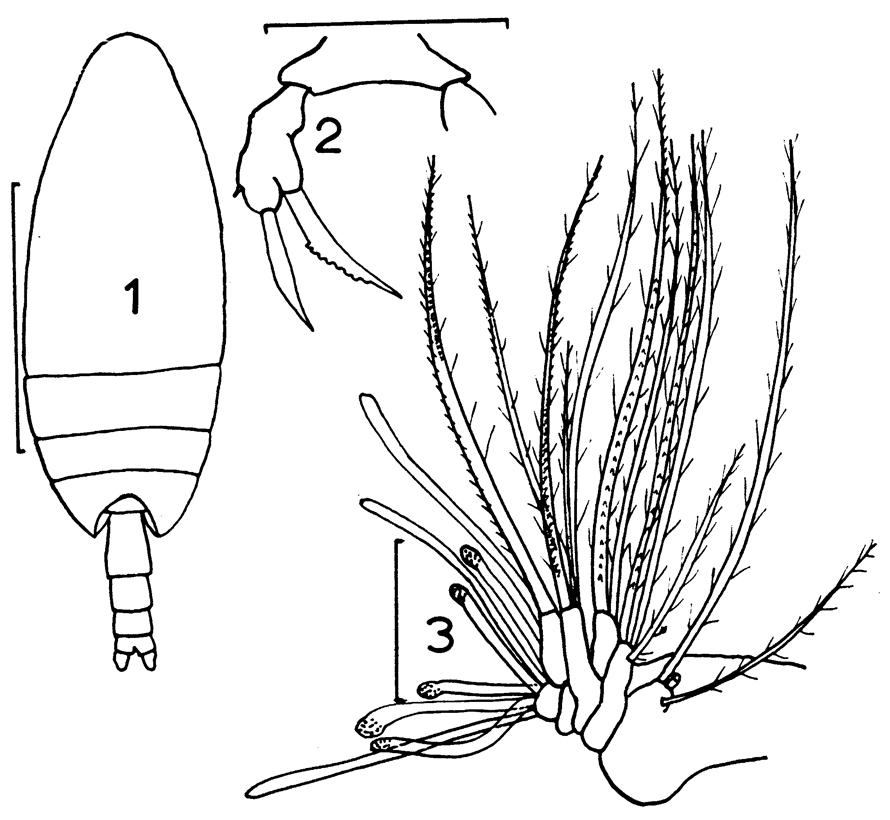 Species Scaphocalanus echinatus - Plate 10 of morphological figures