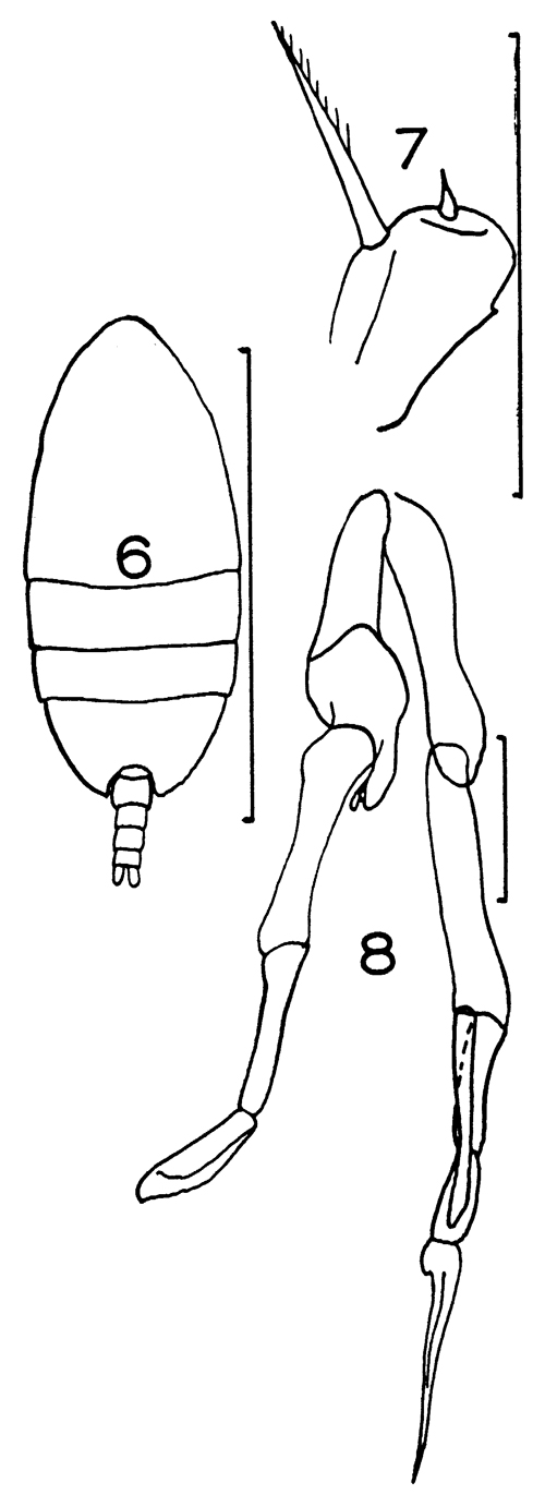 Espce Scolecithricella minor - Planche 13 de figures morphologiques