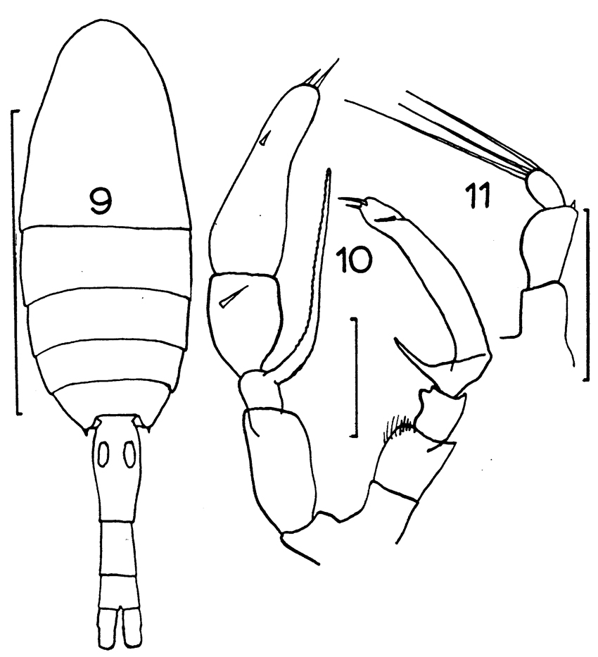Species Metridia lucens - Plate 11 of morphological figures