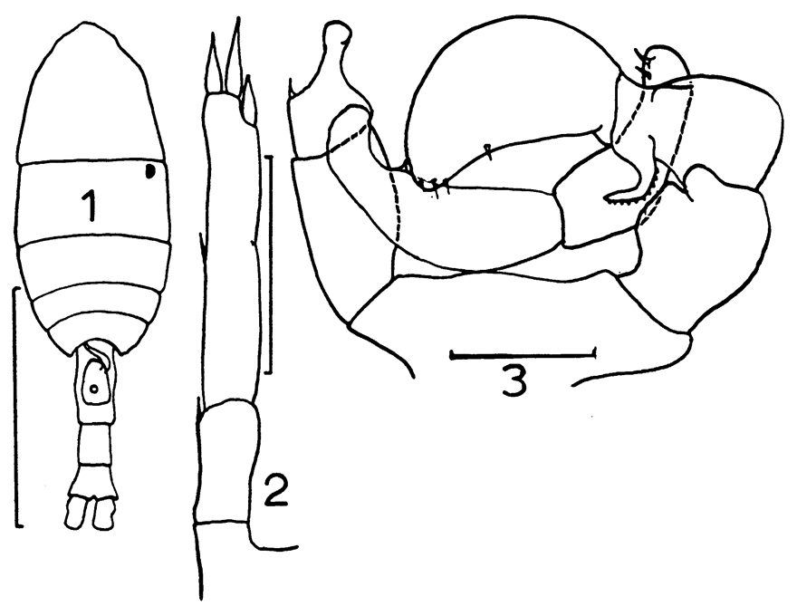 Espce Pleuromamma gracilis - Planche 10 de figures morphologiques