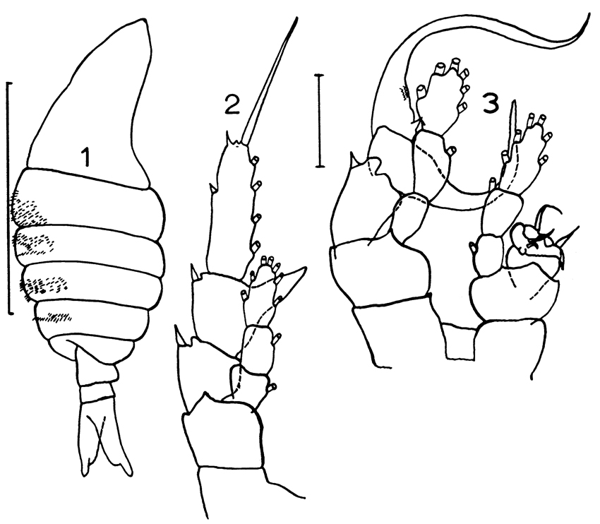 Espèce Centropages bradyi - Planche 9 de figures morphologiques