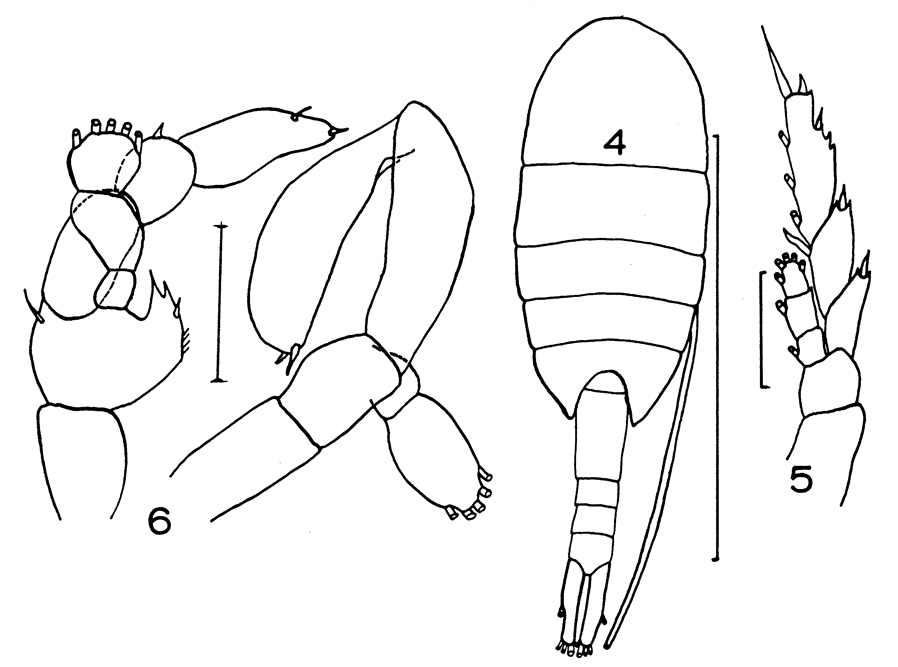 Espce Lucicutia flavicornis - Planche 14 de figures morphologiques