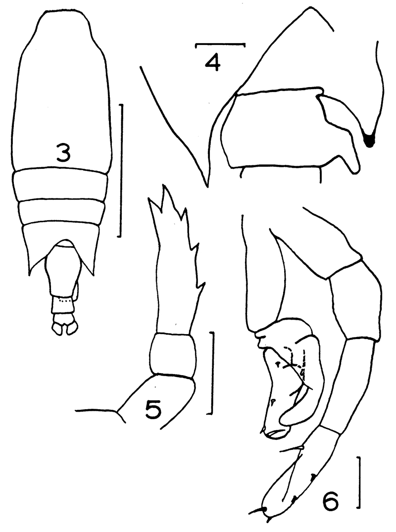 Espce Candacia cheirura - Planche 10 de figures morphologiques