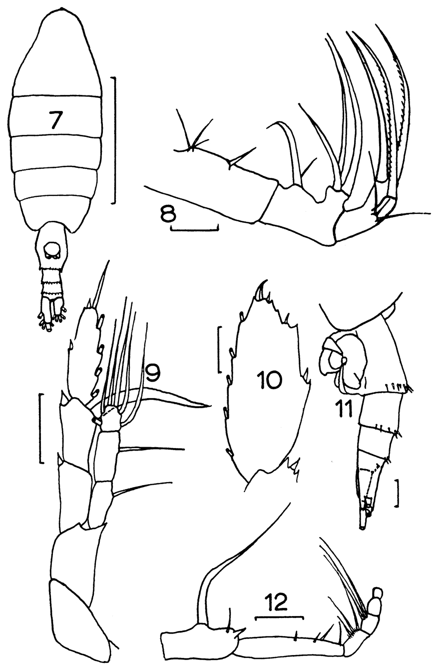 Species Heterorhabdus lobatus - Plate 5 of morphological figures