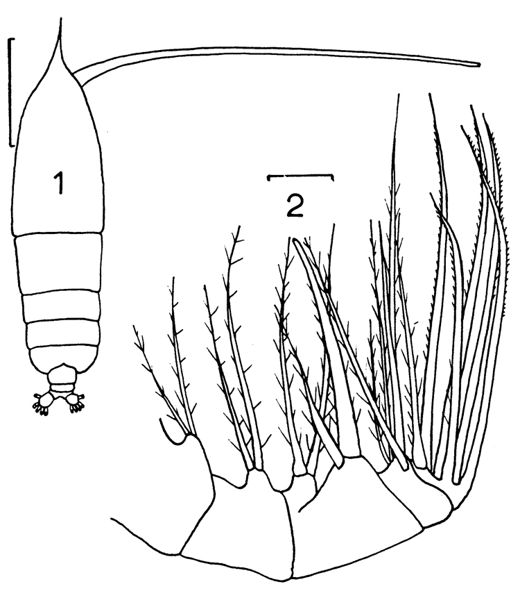 Species Haloptilus oxycephalus - Plate 11 of morphological figures
