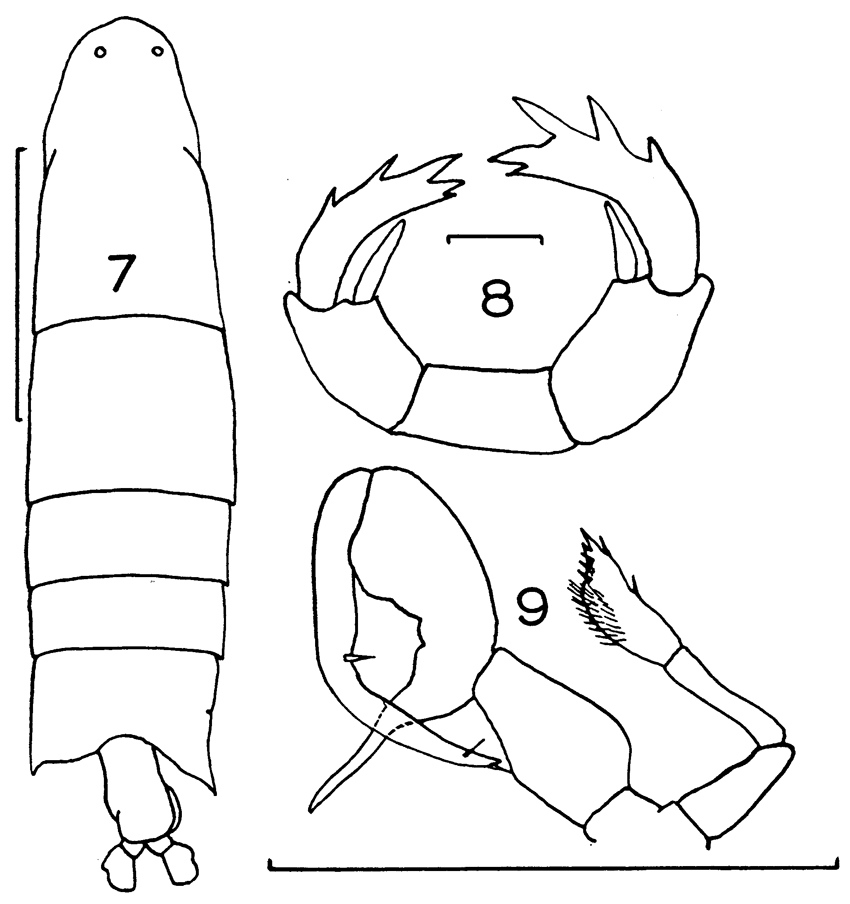 Espèce Labidocera cervi - Planche 5 de figures morphologiques