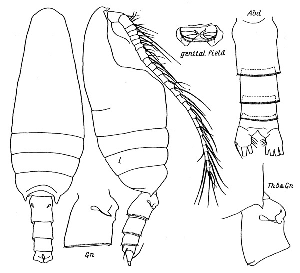 Espèce Pseudeuchaeta arctica - Planche 1 de figures morphologiques