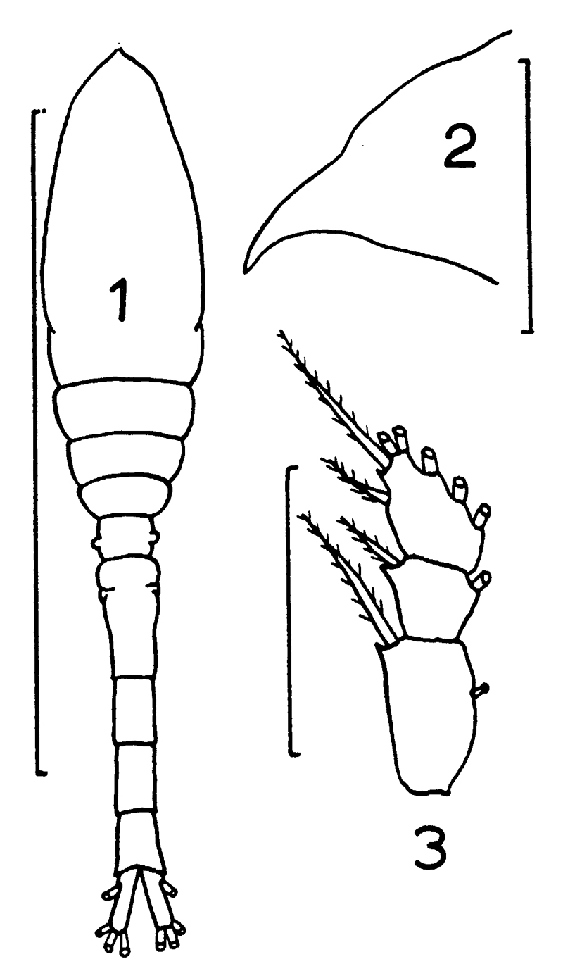 Espce Oithona atlantica - Planche 8 de figures morphologiques