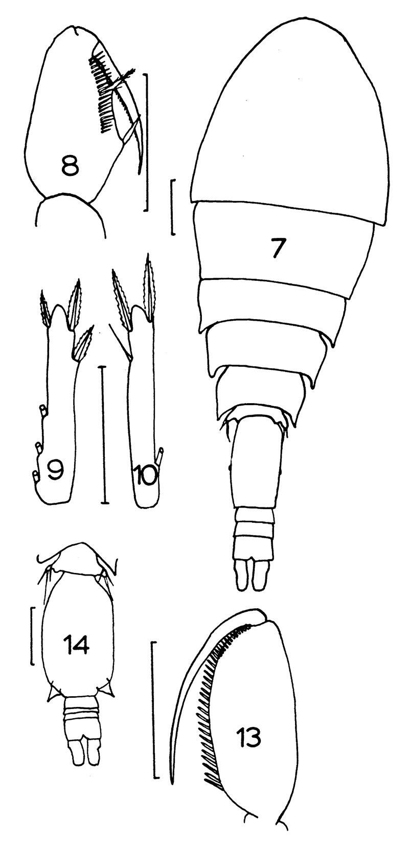 Espèce Triconia conifera - Planche 13 de figures morphologiques