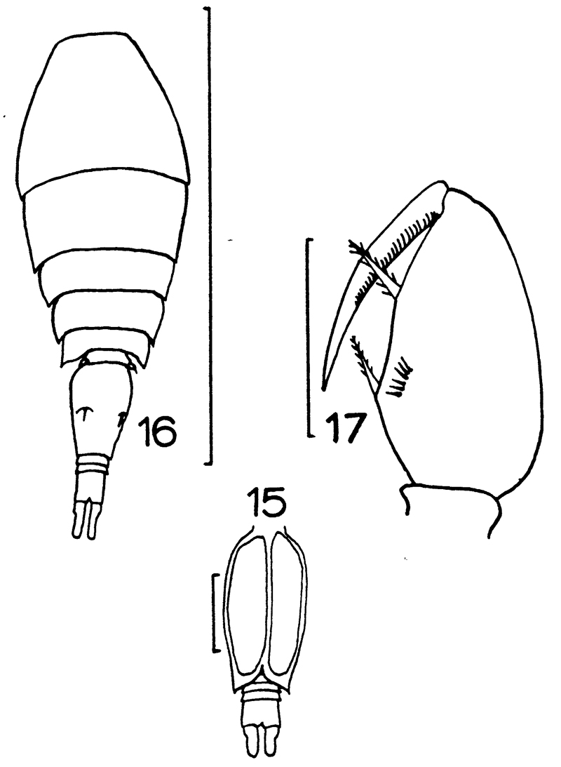 Espce Oncaea mediterranea - Planche 11 de figures morphologiques