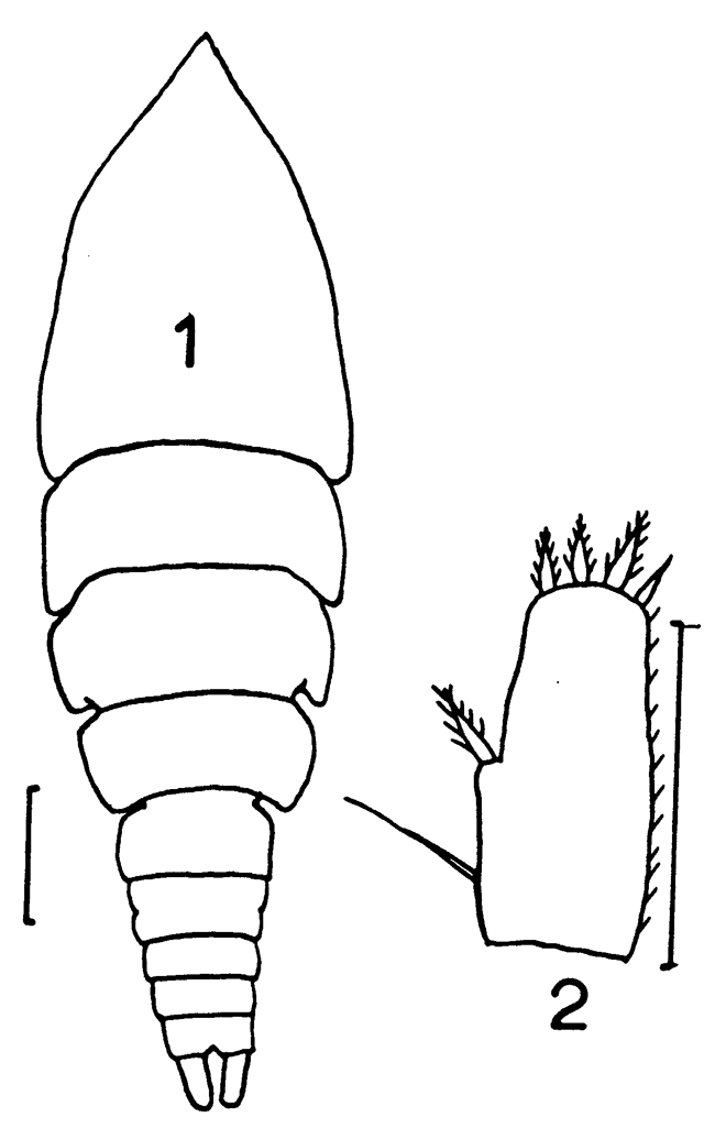Species Euterpina acutifrons - Plate 7 of morphological figures