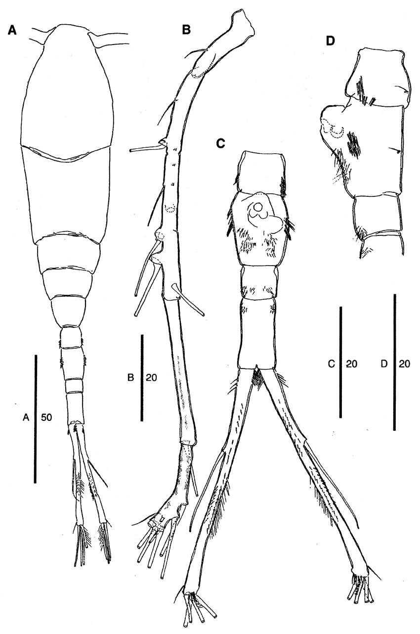Species Mormonilla phasma - Plate 4 of morphological figures