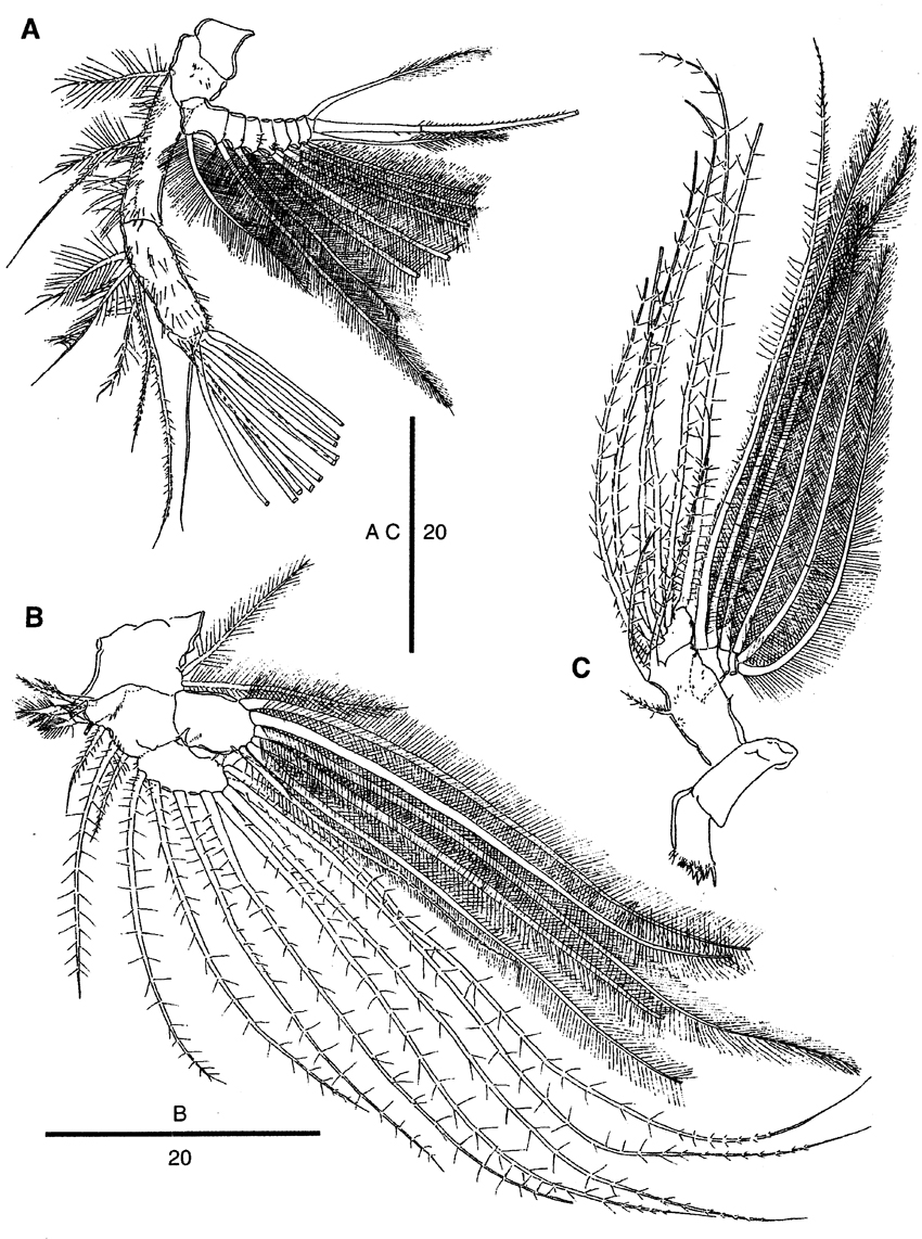 Species Mormonilla phasma - Plate 5 of morphological figures