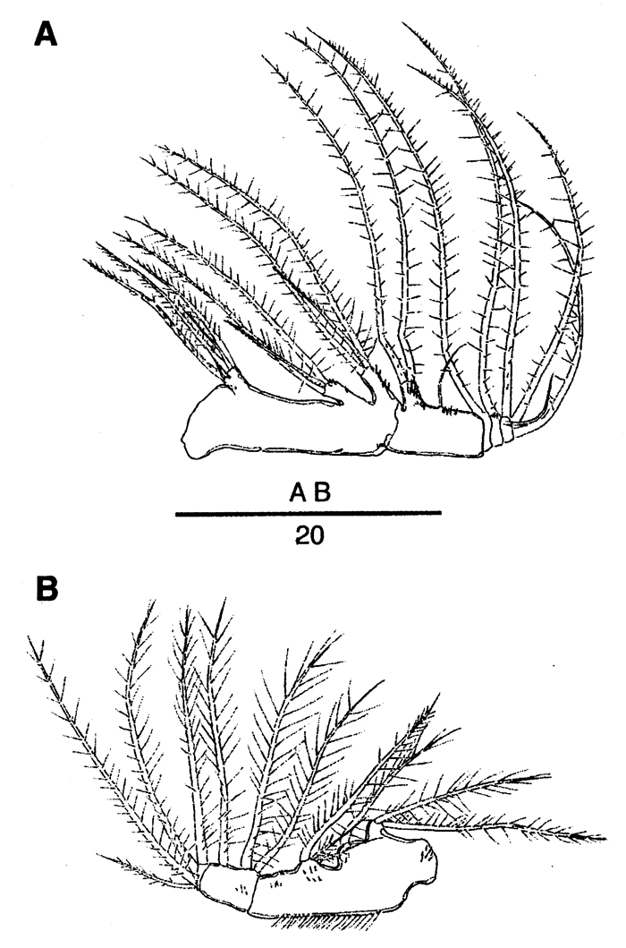 Species Mormonilla phasma - Plate 6 of morphological figures