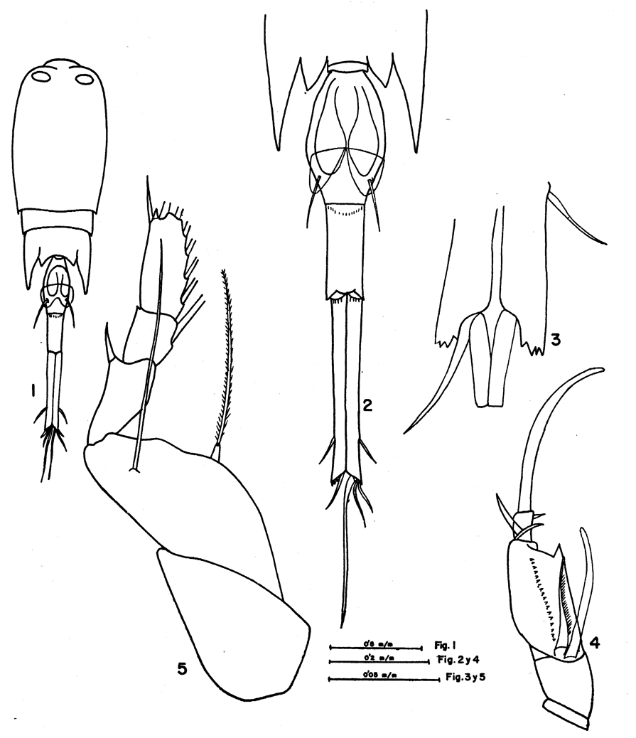 Species Corycaeus (Corycaeus) speciosus - Plate 15 of morphological figures