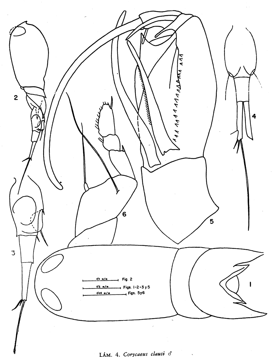 Species Corycaeus (Corycaeus) clausi - Plate 7 of morphological figures