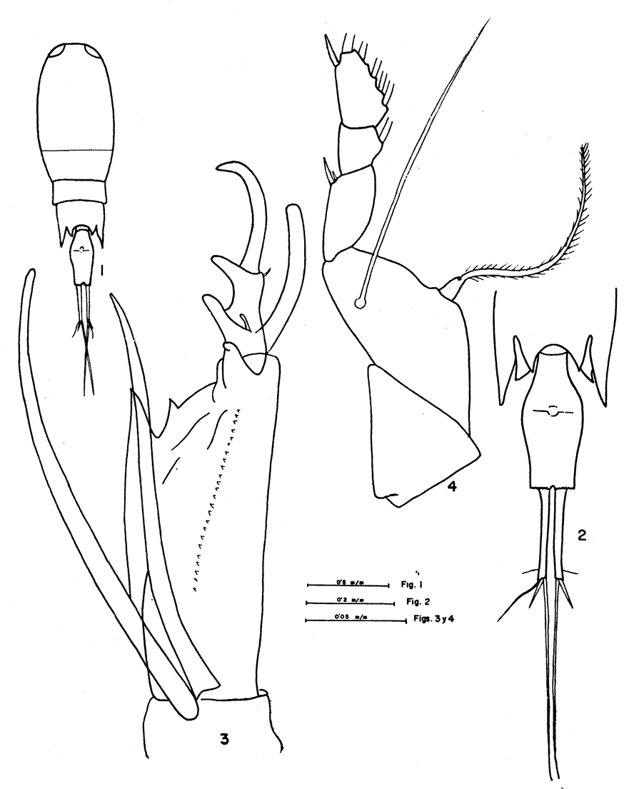 Species Corycaeus (Agetus) flaccus - Plate 14 of morphological figures