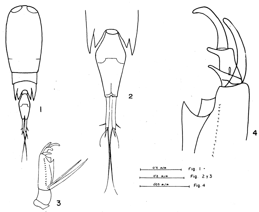 Espèce Corycaeus (Agetus) limbatus - Planche 13 de figures morphologiques