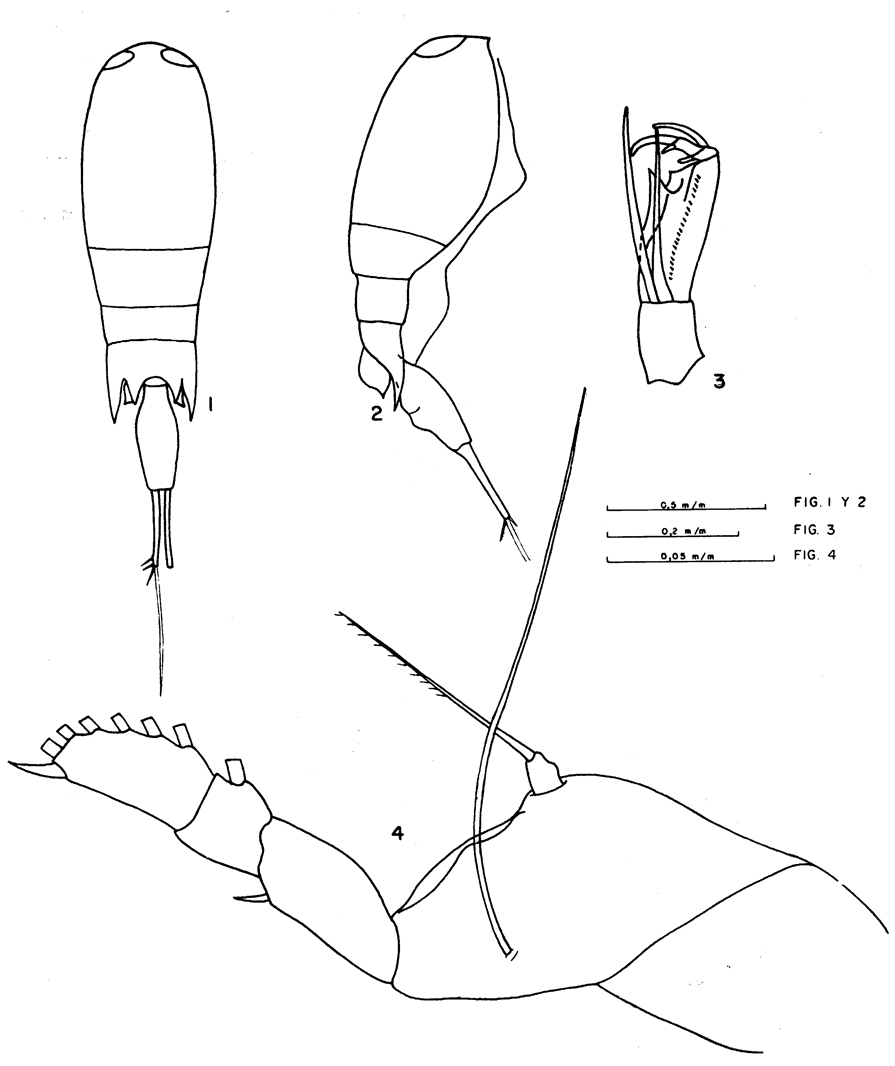 Espèce Corycaeus (Agetus) typicus - Planche 13 de figures morphologiques
