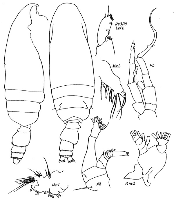 Espèce Pseudeuchaeta arctica - Planche 3 de figures morphologiques