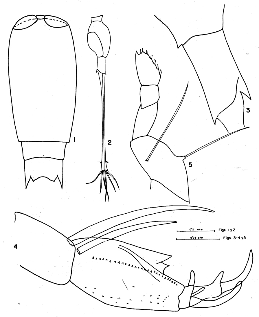 Species Corycaeus (Urocorycaeus) furcifer - Plate 15 of morphological figures