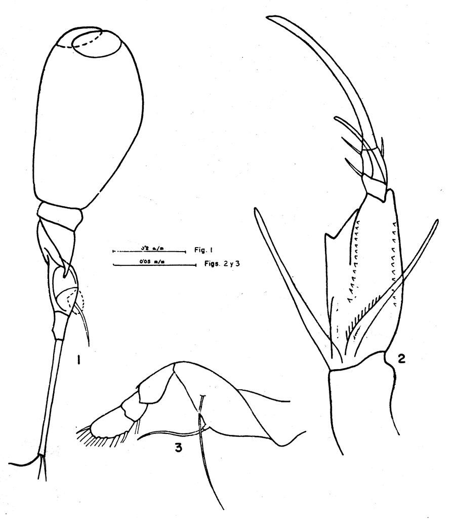 Espèce Corycaeus (Urocorycaeus) furcifer - Planche 16 de figures morphologiques