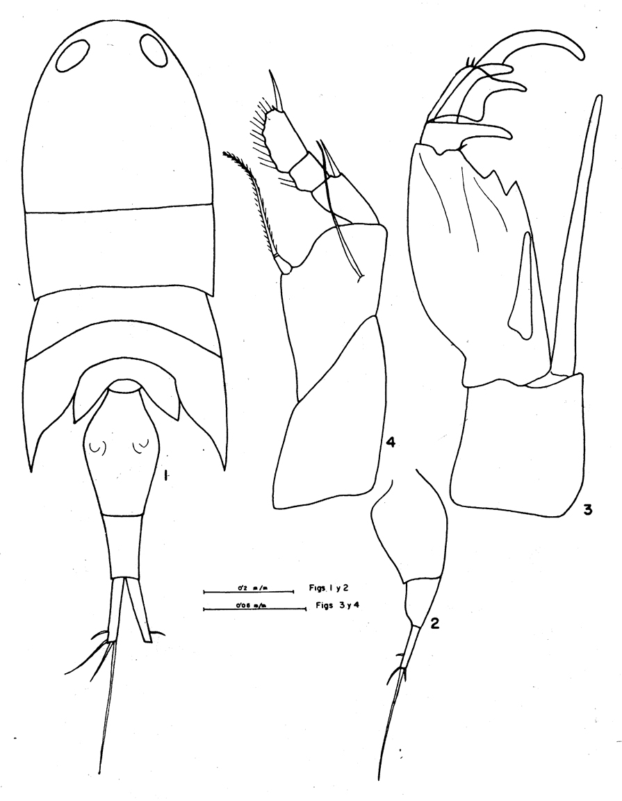 Espce Corycaeus (Onychocorycaeus) pacificus - Planche 10 de figures morphologiques