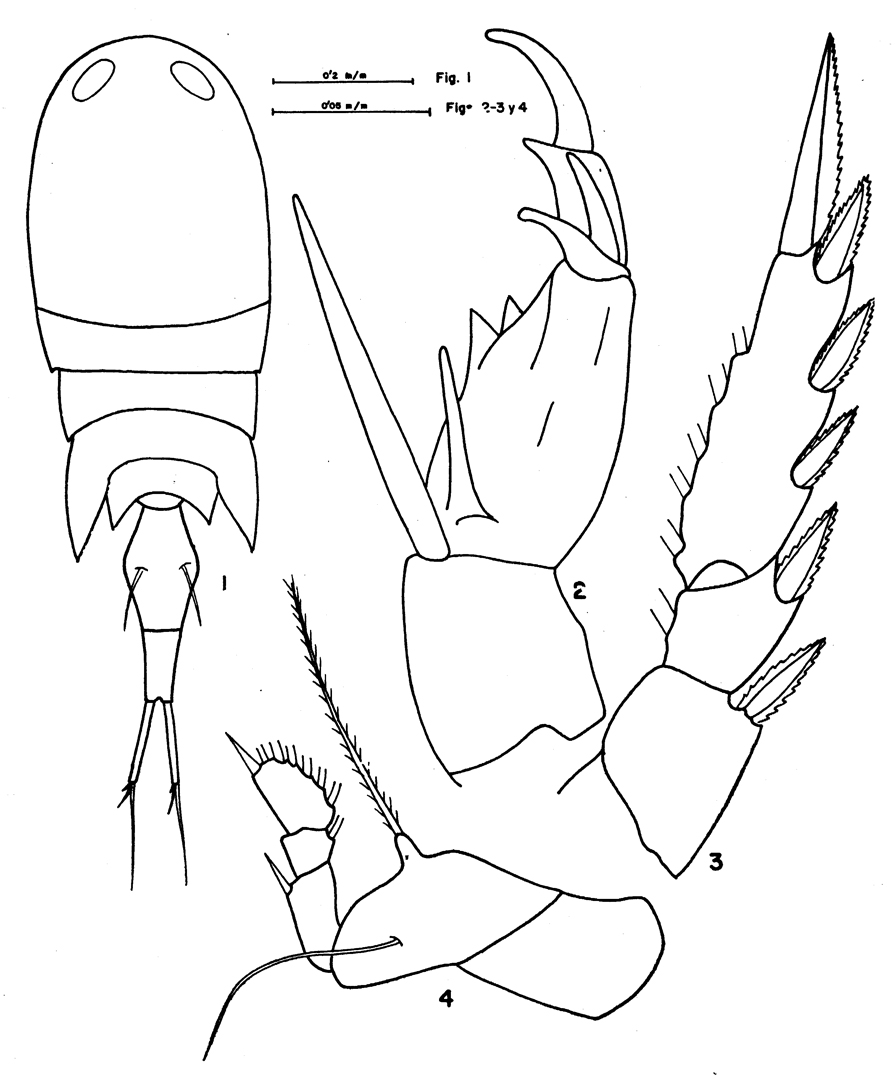 Espèce Corycaeus (Onychocorycaeus) giesbrechti - Planche 14 de figures morphologiques