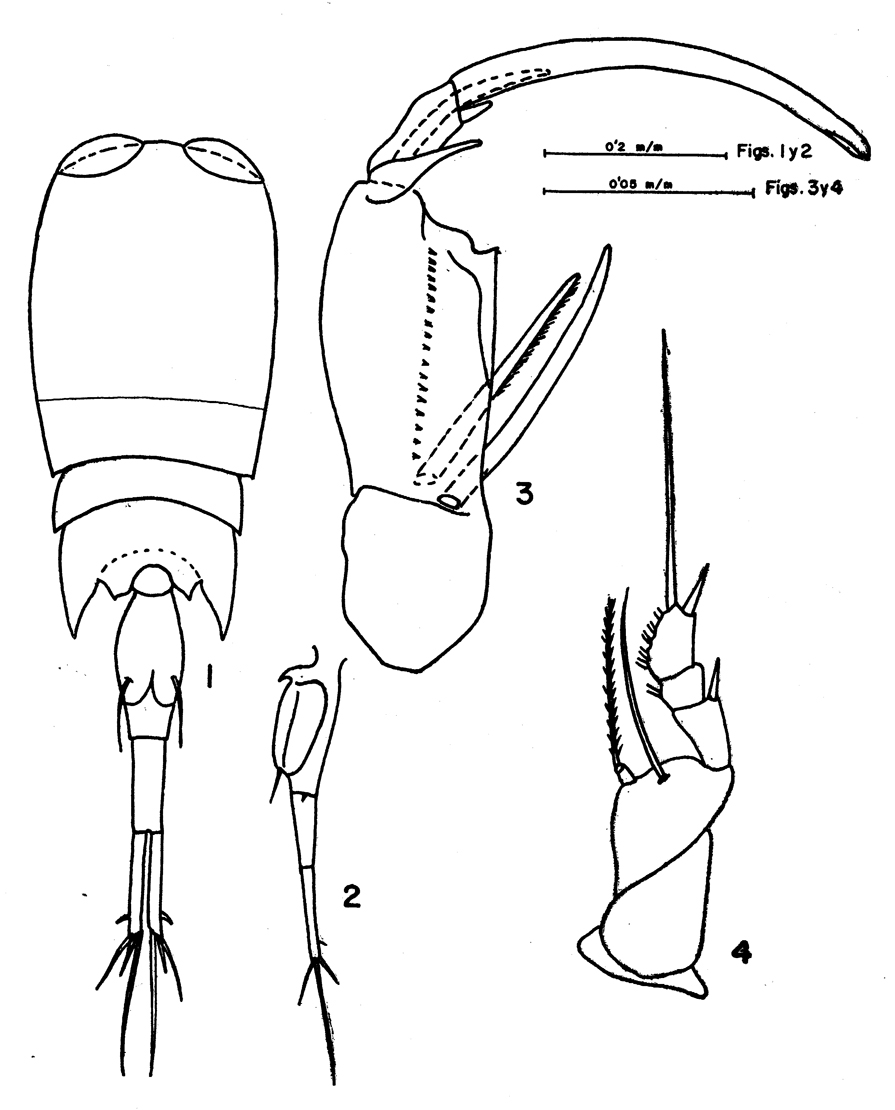 Espèce Corycaeus (Onychocorycaeus) giesbrechti - Planche 15 de figures morphologiques