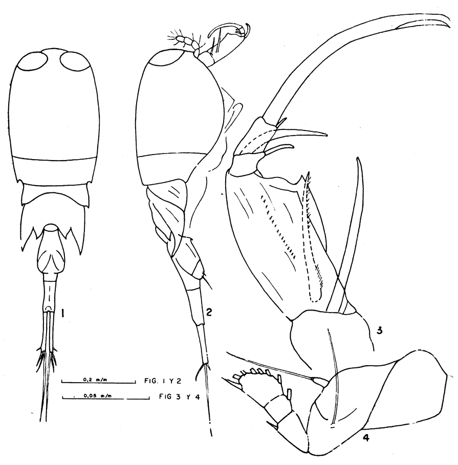 Species Corycaeus (Onychocorycaeus) agilis - Plate 13 of morphological figures