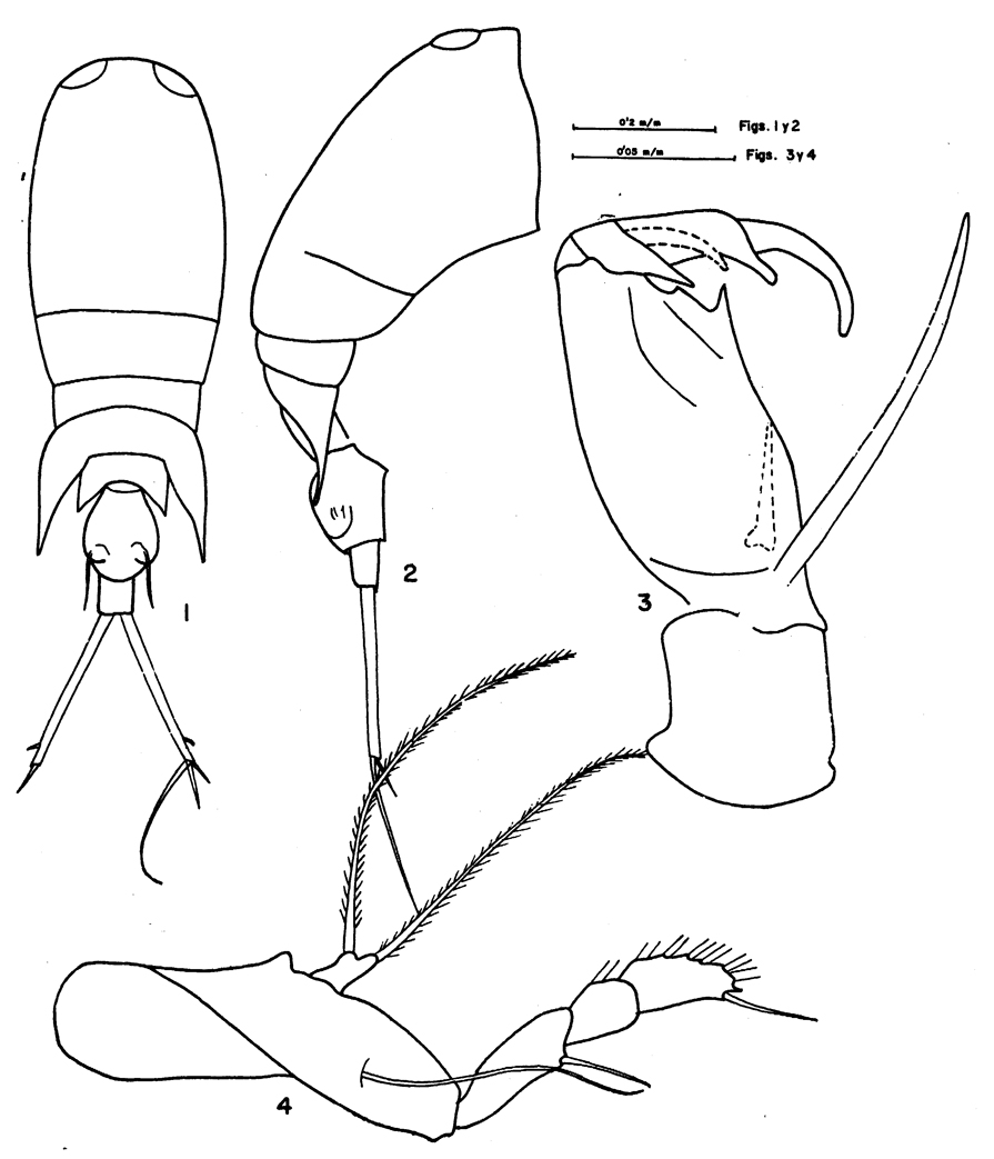 Espèce Corycaeus (Ditrichocorycaeus) subulatus - Planche 2 de figures morphologiques