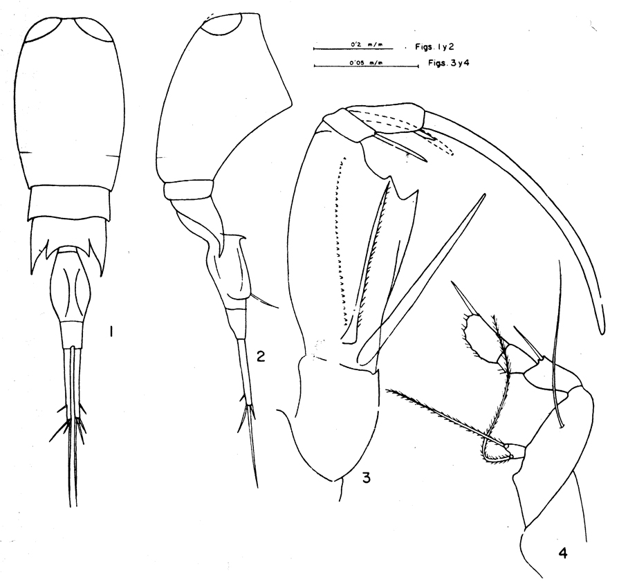 Espèce Corycaeus (Ditrichocorycaeus) subulatus - Planche 3 de figures morphologiques