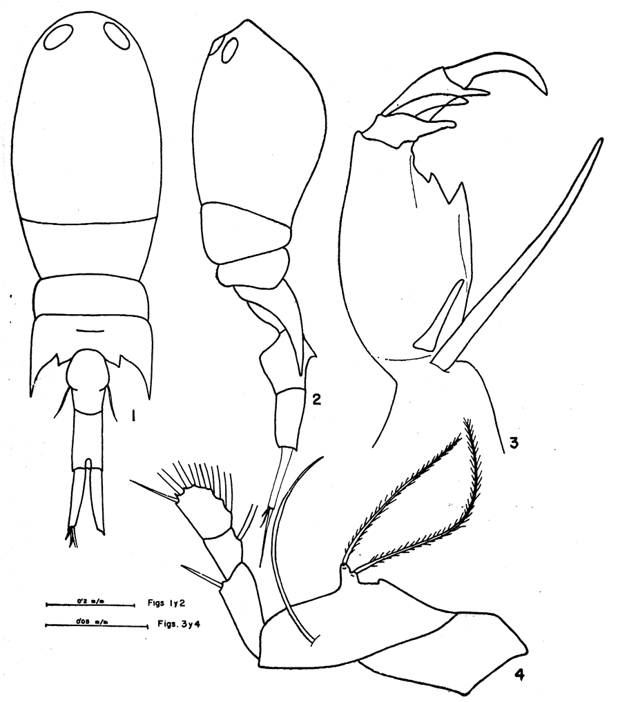 Espce Corycaeus (Ditrichocorycaeus) amazonicus - Planche 8 de figures morphologiques