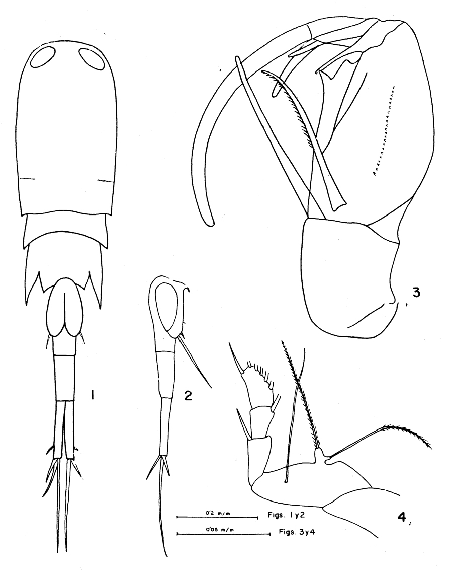 Species Corycaeus (Ditrichocorycaeus) amazonicus - Plate 9 of morphological figures