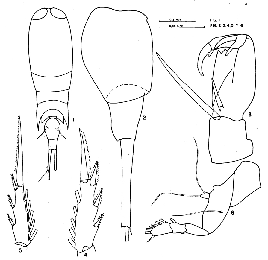 Species Corycaeus (Ditrichocorycaeus) anglicus - Plate 9 of morphological figures