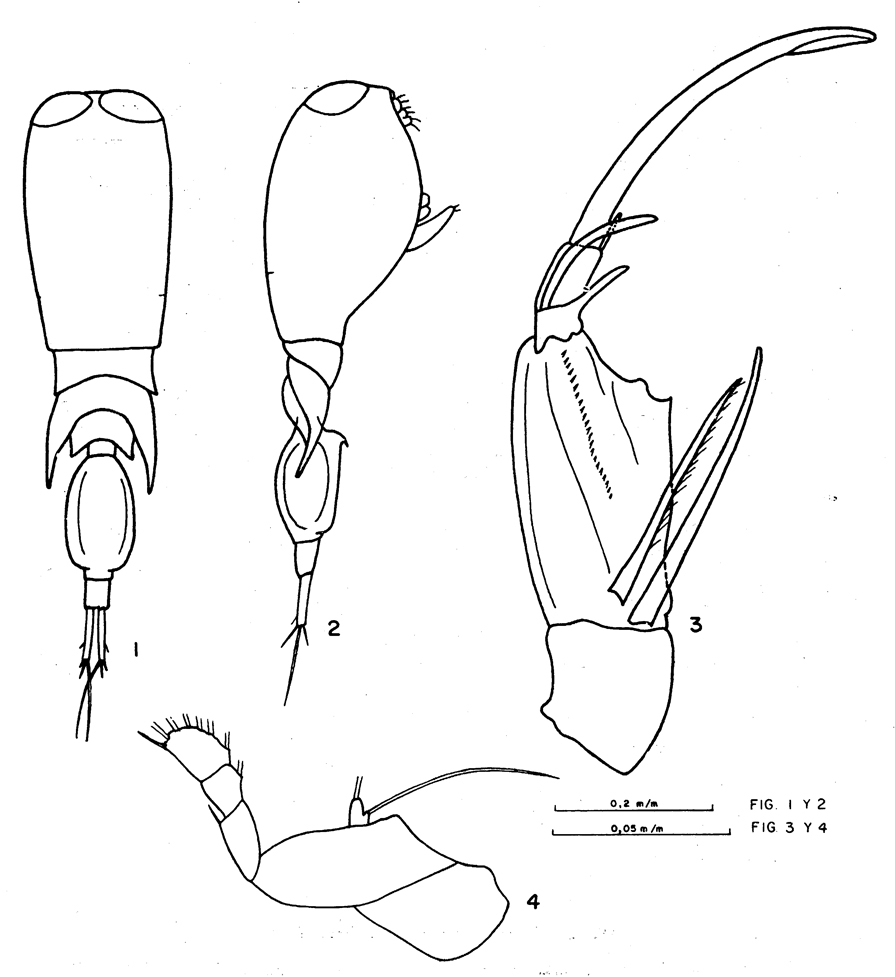 Species Corycaeus (Ditrichocorycaeus) anglicus - Plate 10 of morphological figures