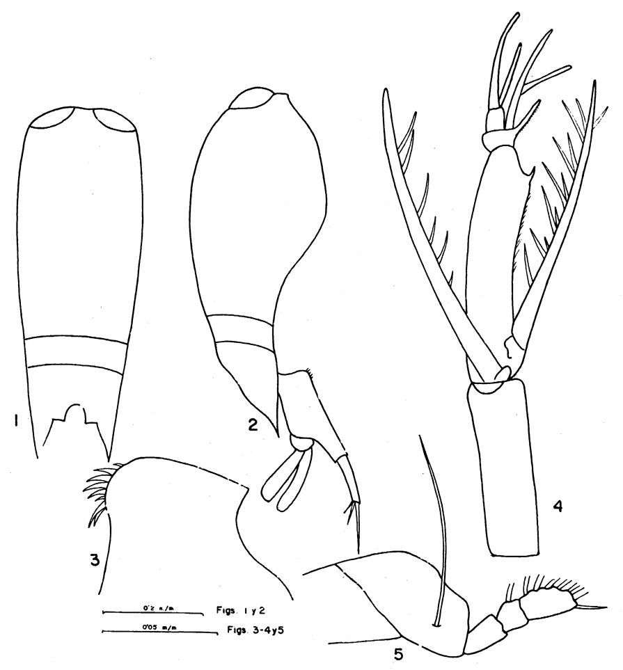 Species Farranula gracilis - Plate 9 of morphological figures
