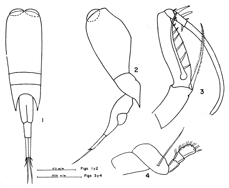 Espce Farranula gracilis - Planche 10 de figures morphologiques