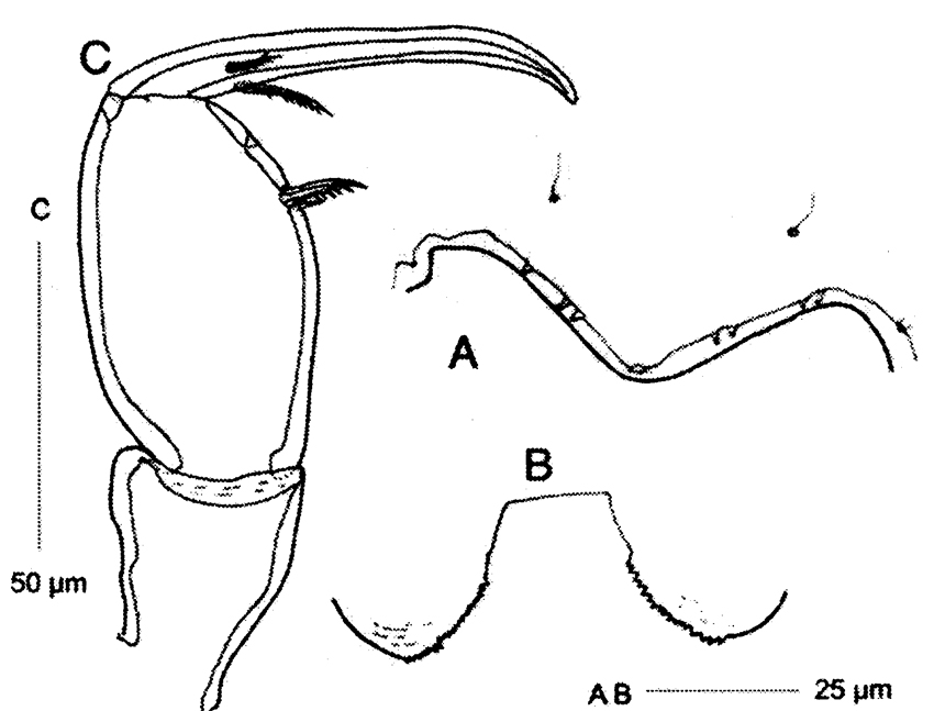 Espèce Corycaeus (Ditrichocorycaeus) minimus - Planche 10 de figures morphologiques