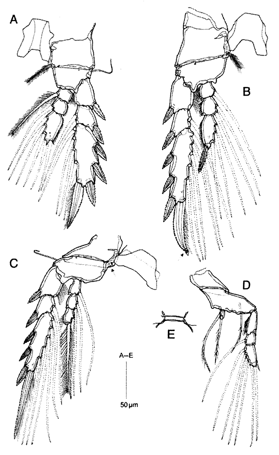 Espèce Corycaeus (Ditrichocorycaeus) minimus - Planche 11 de figures morphologiques