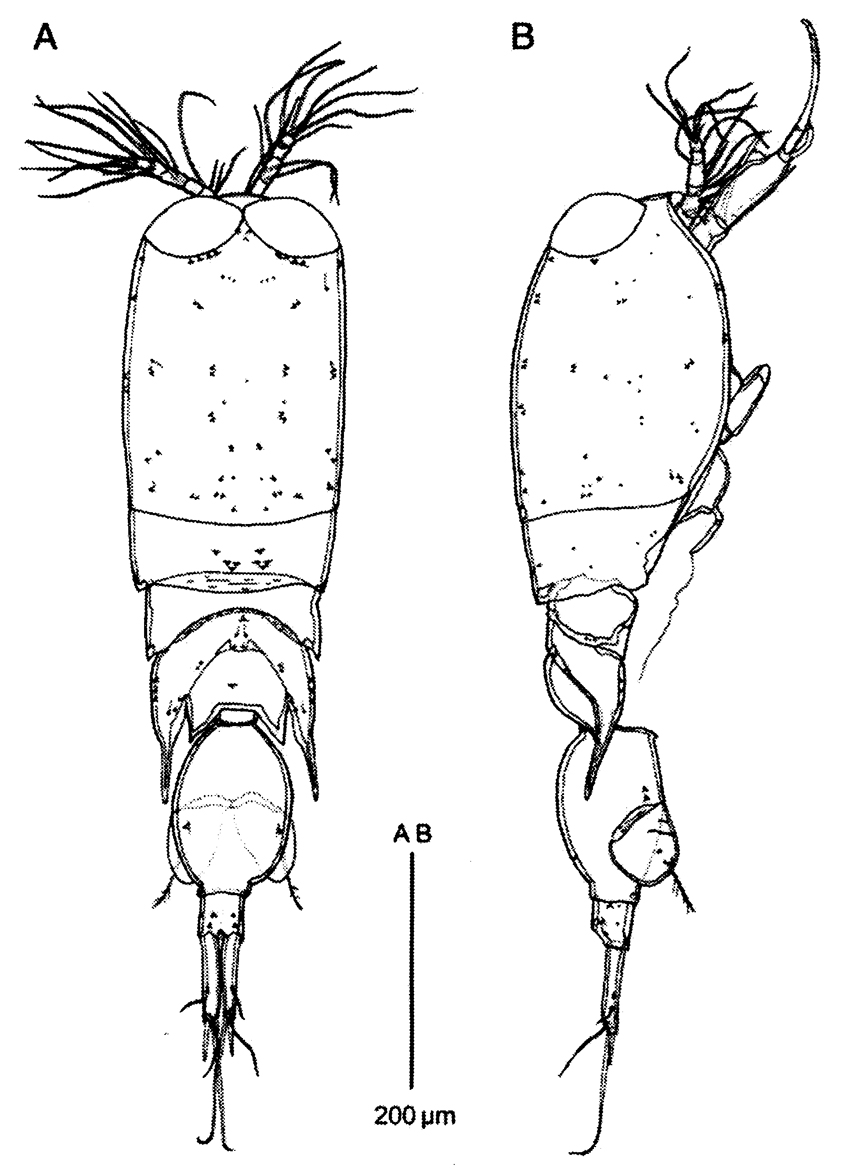 Espèce Corycaeus (Ditrichocorycaeus) minimus - Planche 12 de figures morphologiques