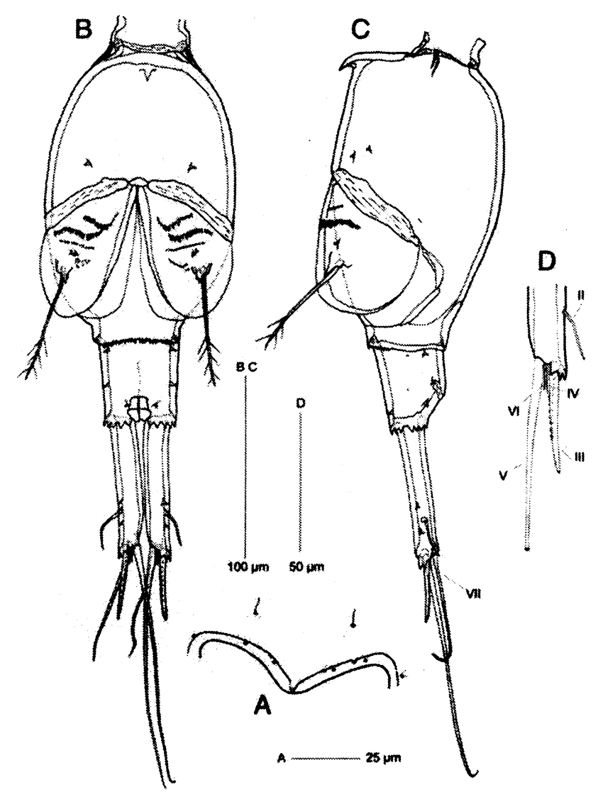 Species Corycaeus (Ditrichocorycaeus) minimus - Plate 13 of morphological figures