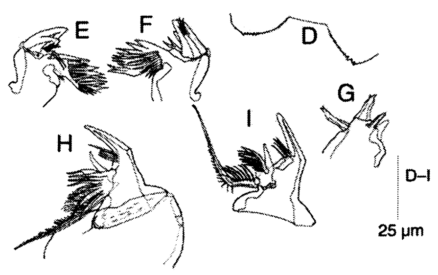 Espèce Corycaeus (Ditrichocorycaeus) minimus - Planche 15 de figures morphologiques