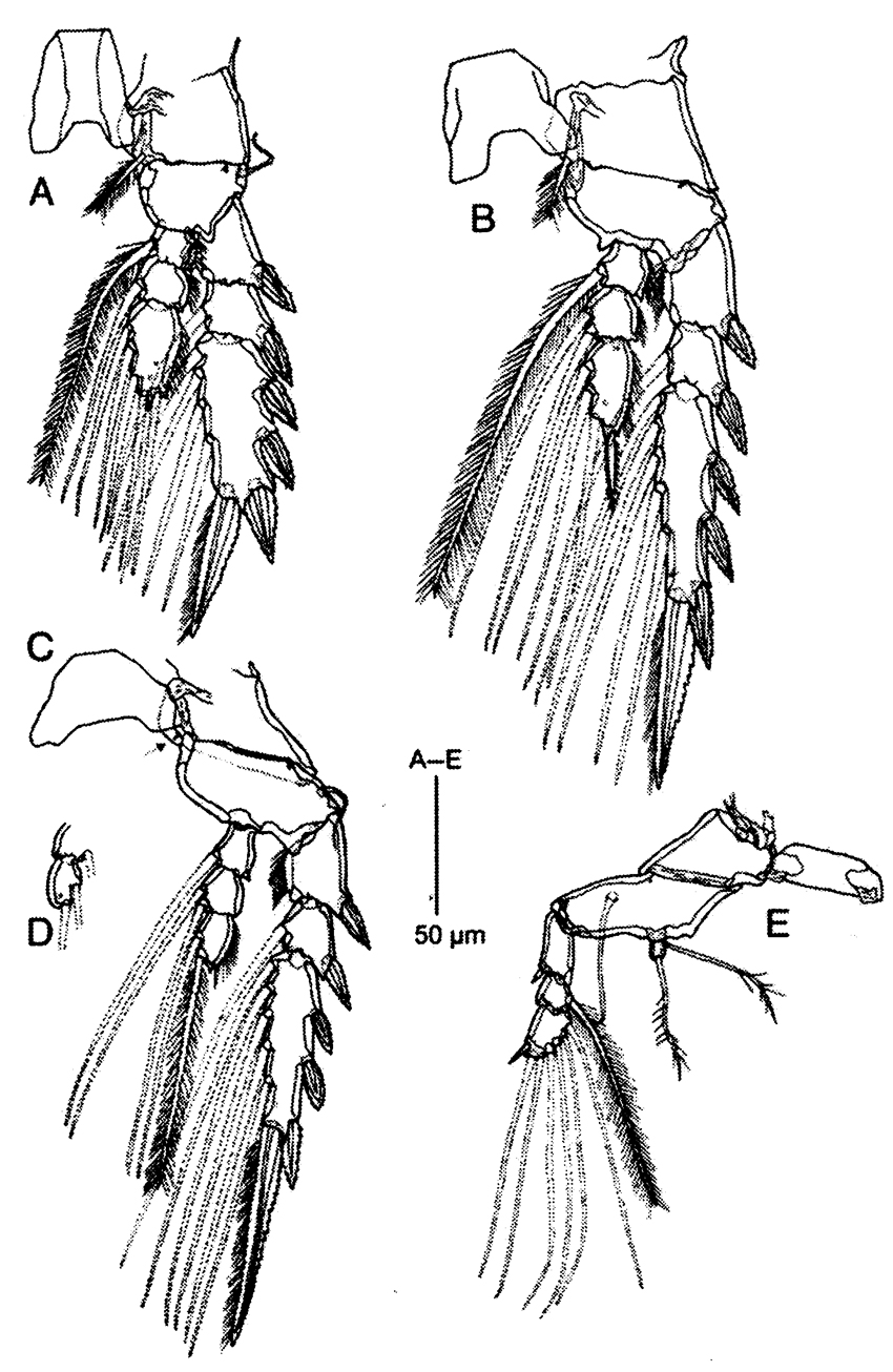 Espèce Corycaeus (Ditrichocorycaeus) minimus - Planche 16 de figures morphologiques