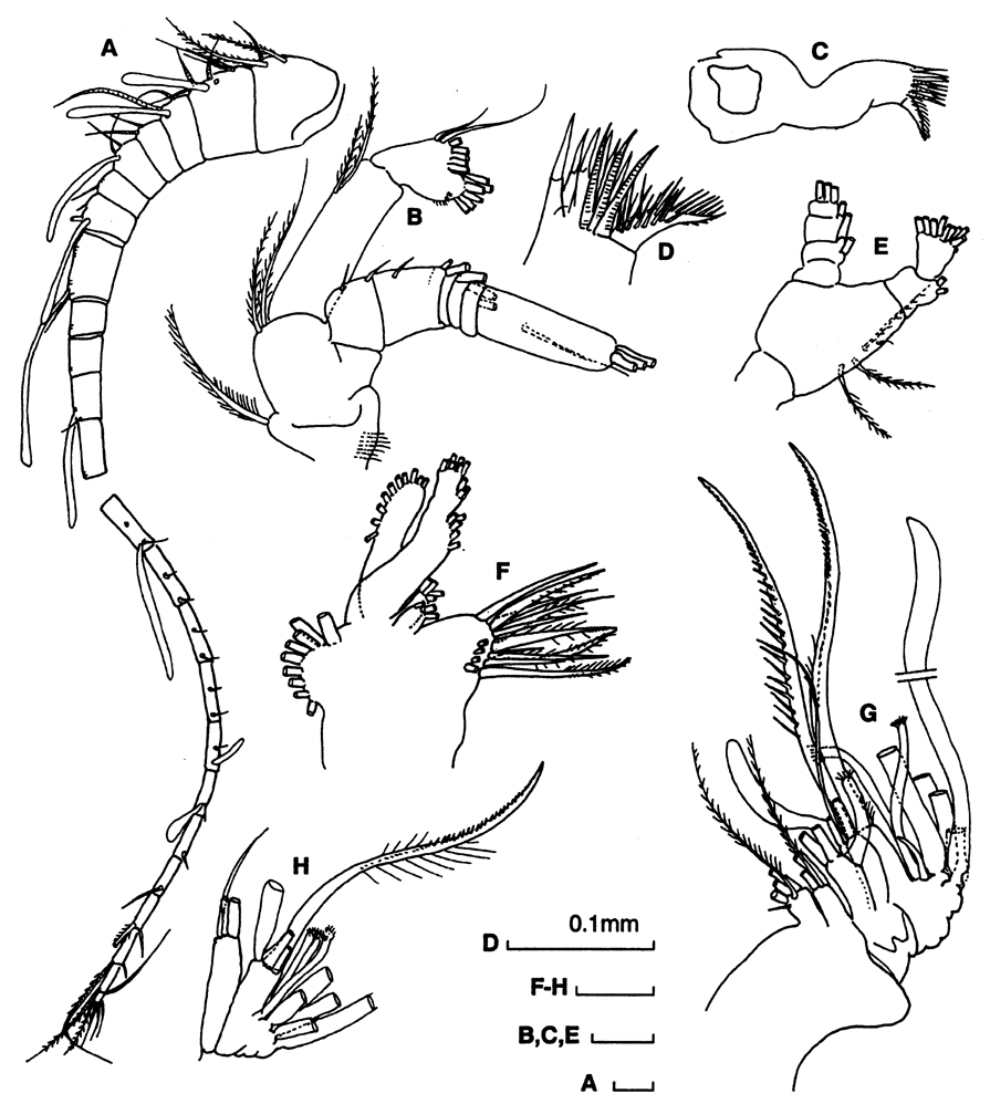 Espèce Neoscolecithrix sp. - Planche 3 de figures morphologiques