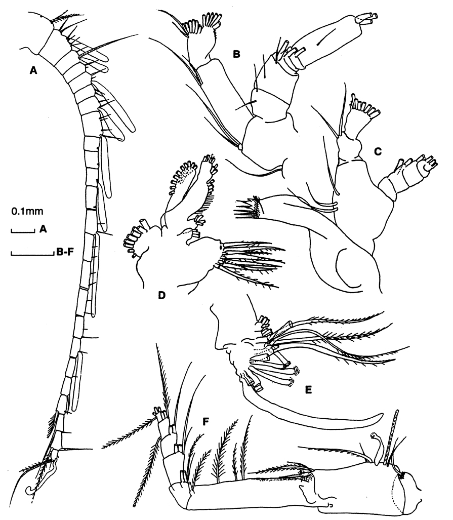 Espèce Neoscolecithrix ornata - Planche 2 de figures morphologiques