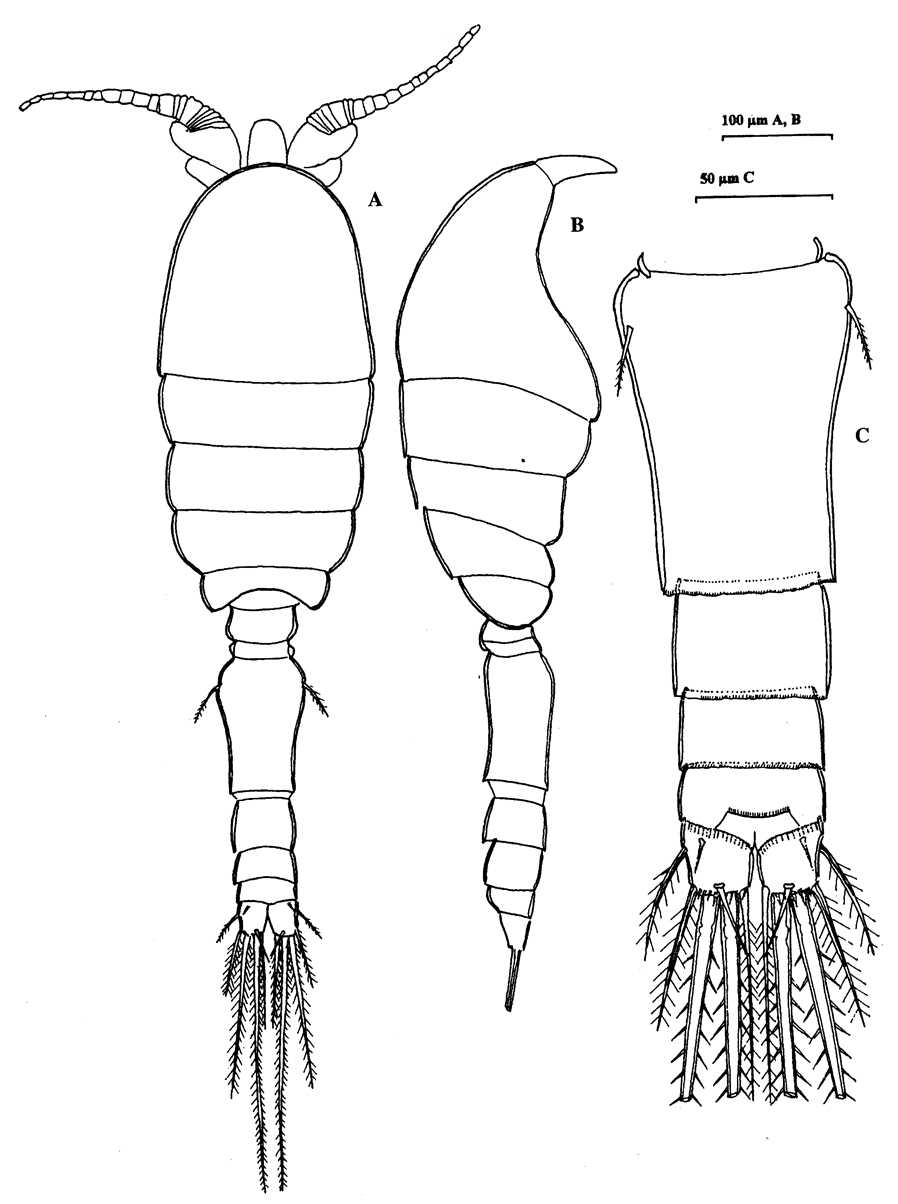 Species Speleophria mestrovi - Plate 1 of morphological figures
