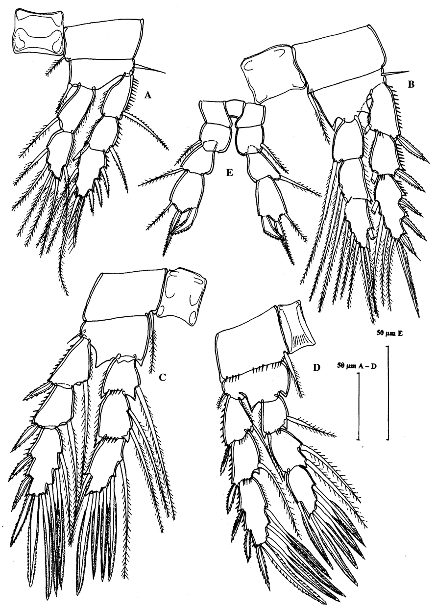Espce Speleophria mestrovi - Planche 4 de figures morphologiques